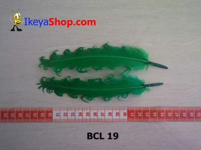 BCL 19  large2